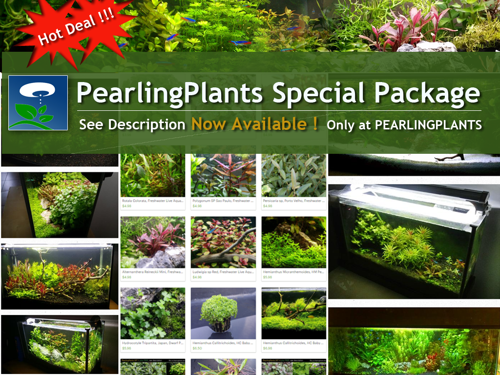 Special Package, 20 kinds, Live Aquarium Plants