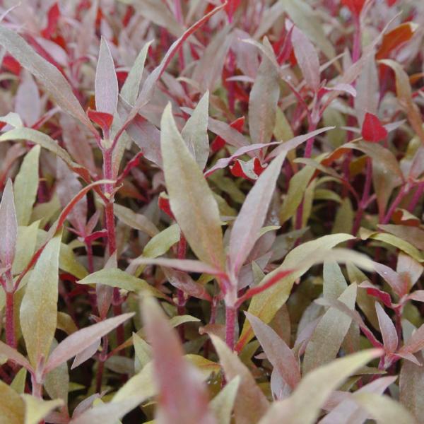 Alternanthera Reineckii, Telanthera Cardinalis, Freshwater Live Aquarium  Plants